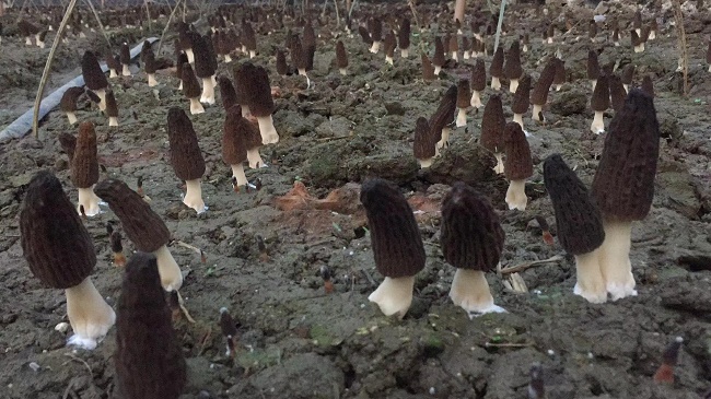 03 德陽市社會力量幫扶產(chǎn)業(yè)發(fā)展示范鄉(xiāng)高原羊肚菌錯季栽培示范基地.jpg