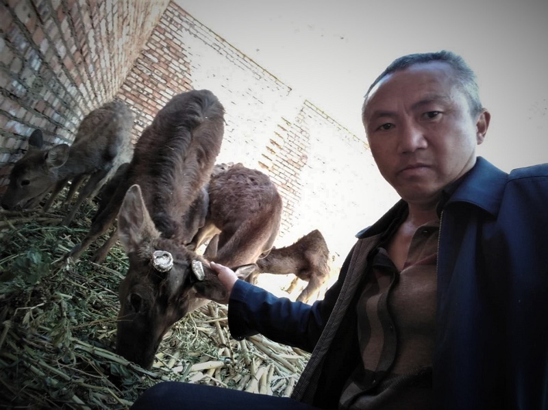 精準扶貧 豢養梅花鹿1.jpg